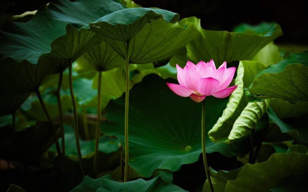 Озеро с кувшинками арт