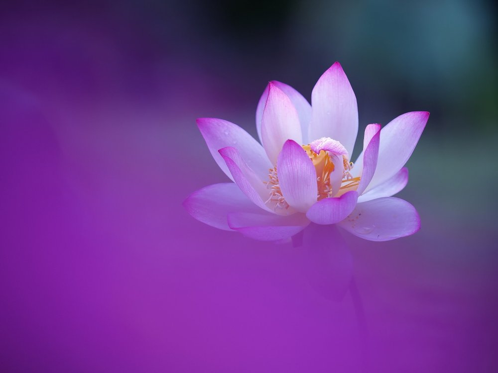 Цветы для медитации