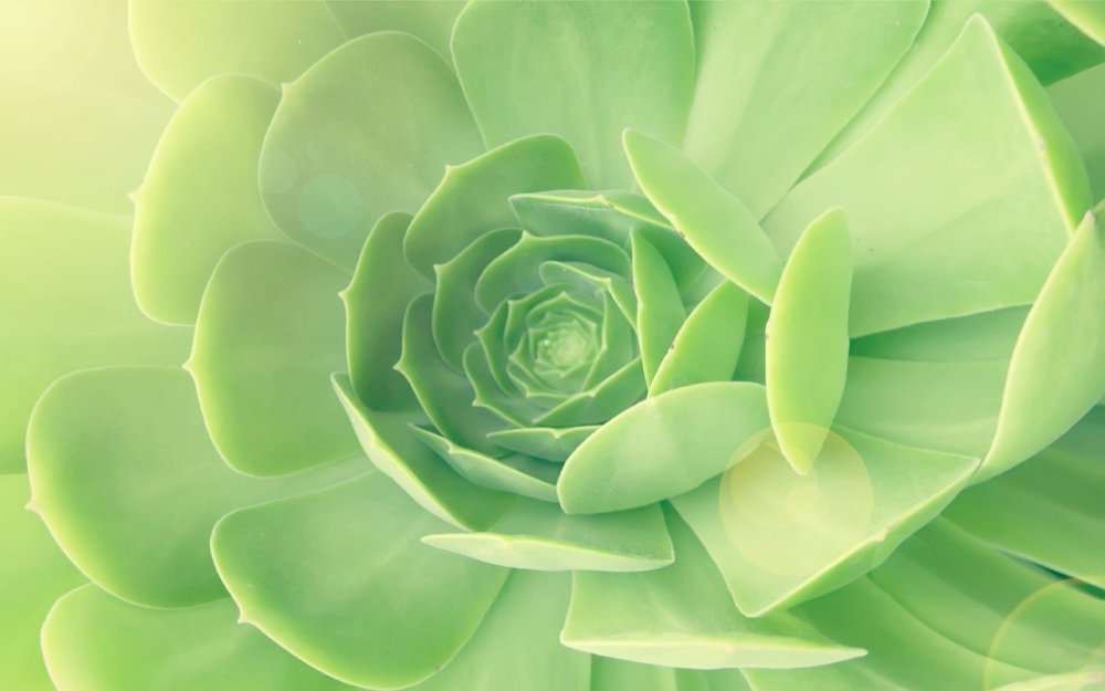 Лотос белый на зеленом фоне