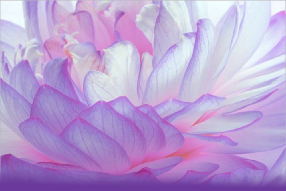 Абстрактный Лотос