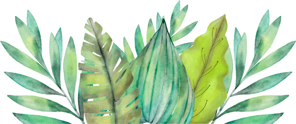 Кувшинка белая Лотос белый