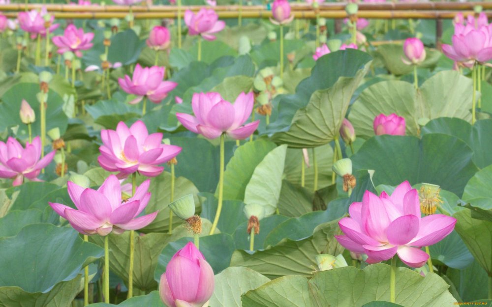 Светло фиолетовые цветы