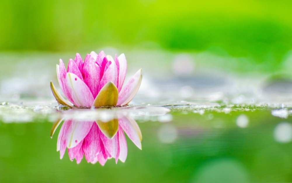 Лотос цветок на воде