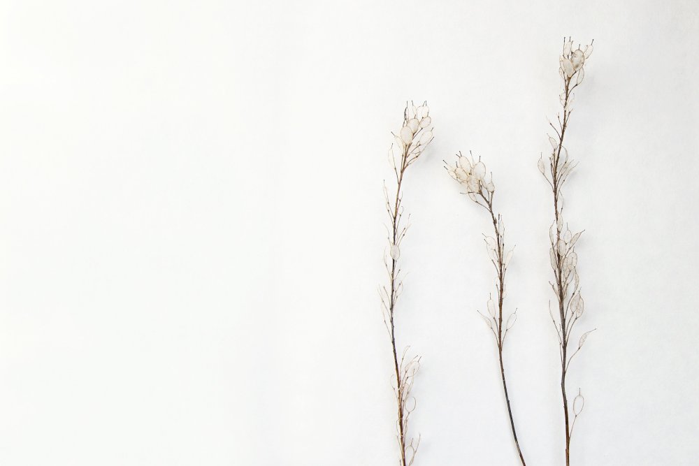 Сухоцветы Минимализм