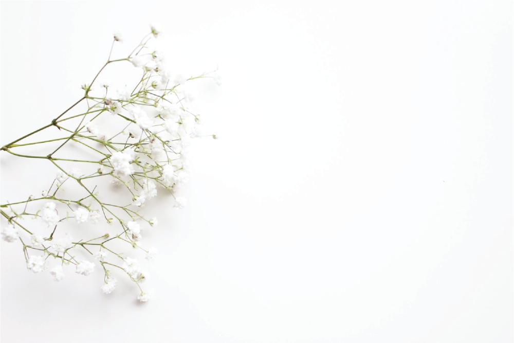 Цветы на белом фоне Минимализм