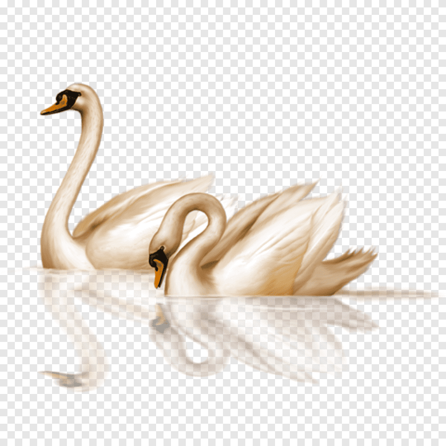 Гадкий утенок черный лебедь