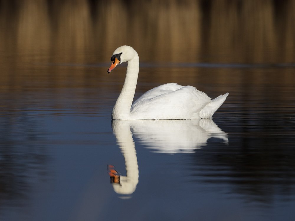 Обои лебеди