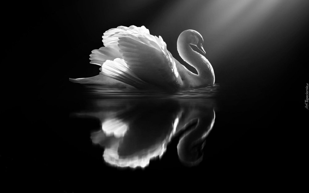 Белый лебедь