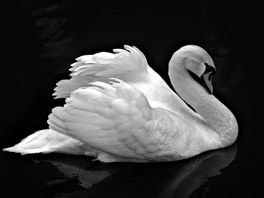 Лебедь Эстетика