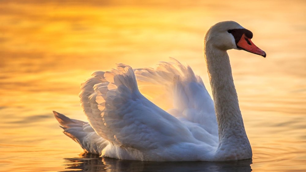 Лебеди (птицы)