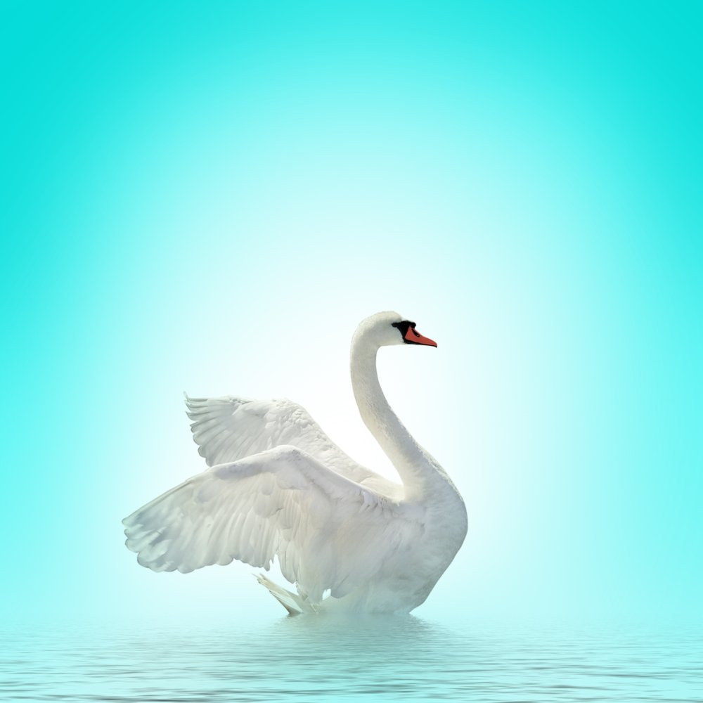 Два лебедя силуэт