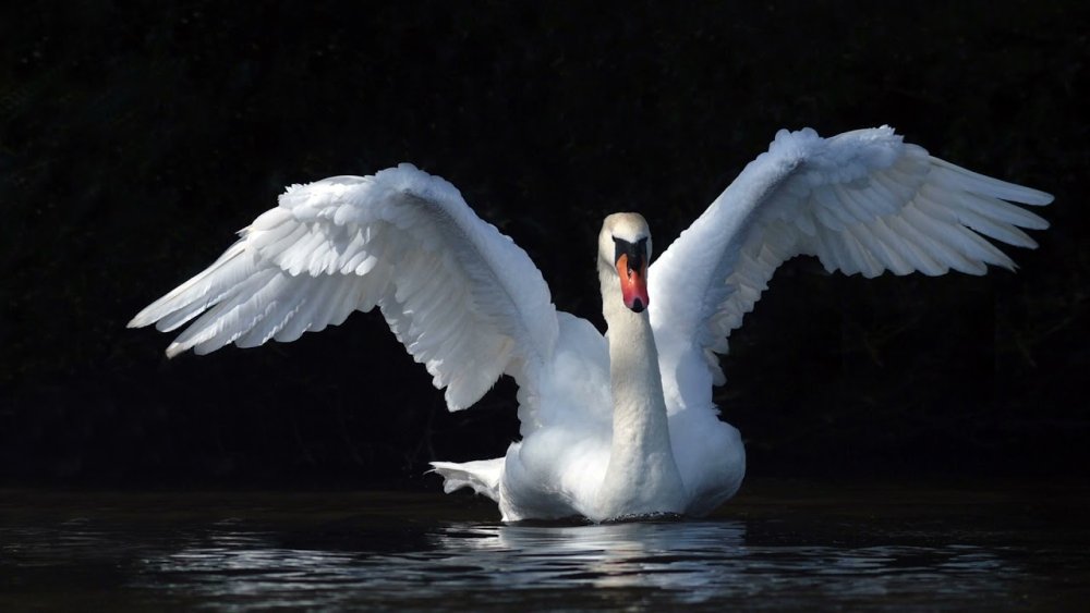 Белый лебедь вектор