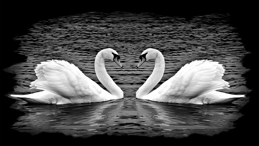 Свадебные лебеди вектор