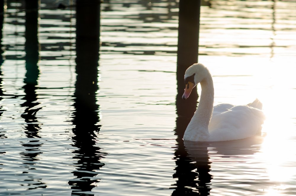 Птицы в тумане
