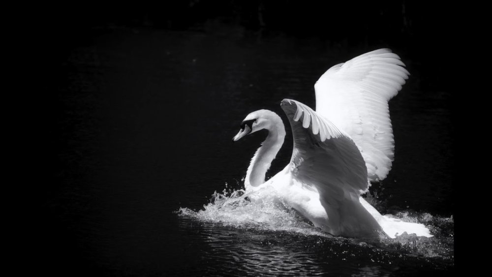 Черно белый лебедь