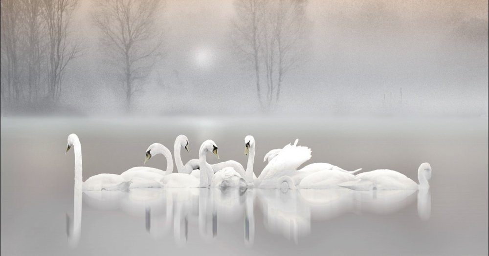 Лебедь с короной