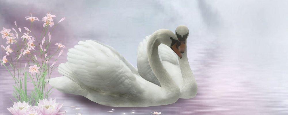 Лебедь на белом фоне