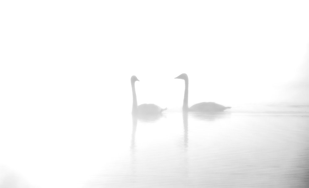 Два лебедя