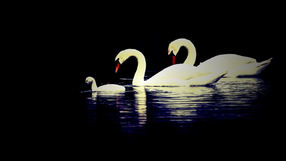 Лебеди нежные