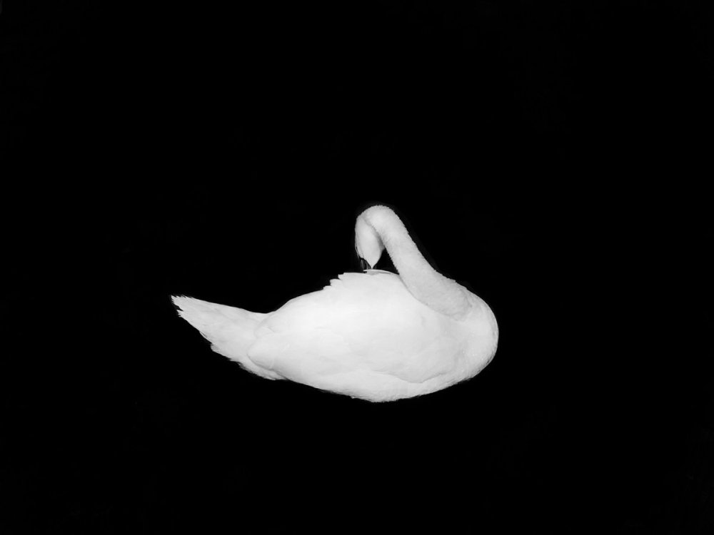 Лебеди на темном фоне арт