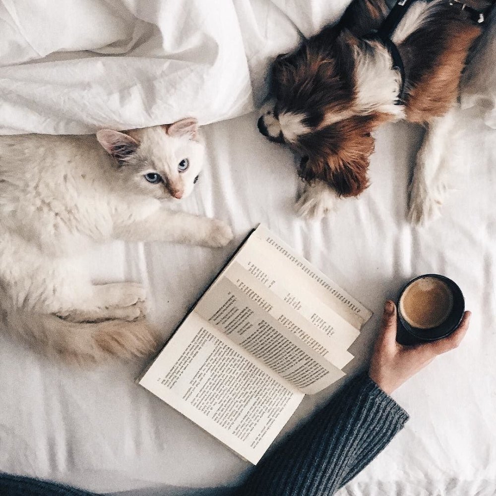 Эстетика кошек и собак