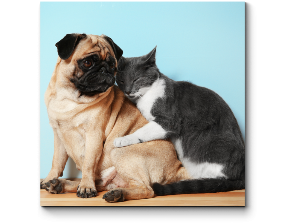 Длинношерстный Сенбернар