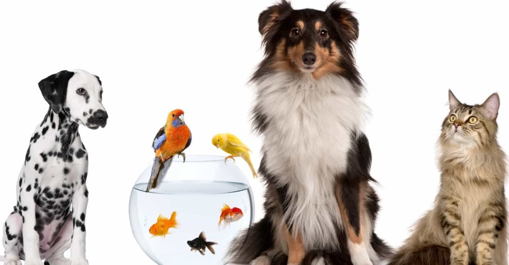 Милые котята и щенки