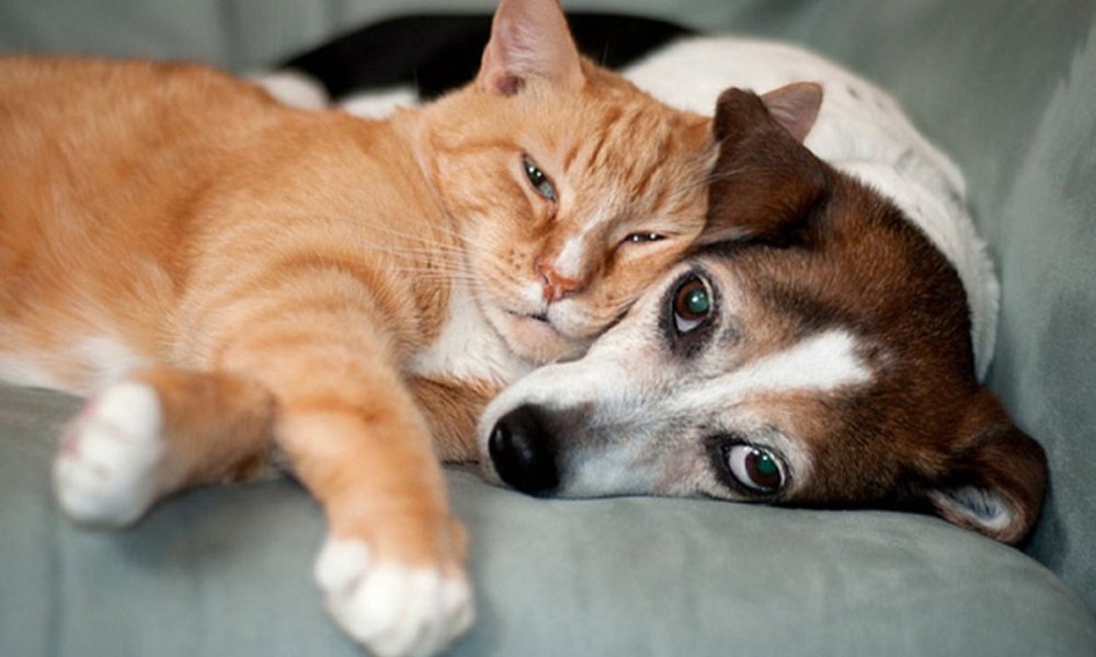 Эстетика кошек и собак