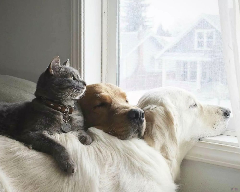 Кошки и собаки