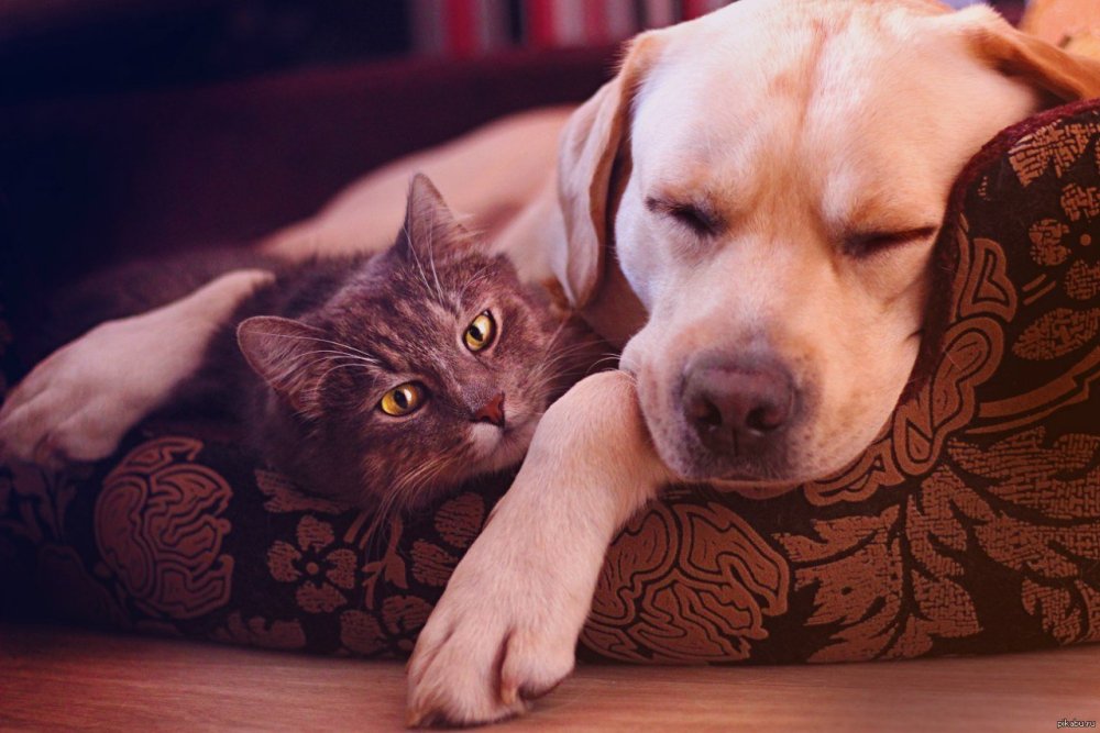 Кошка и собака на природе