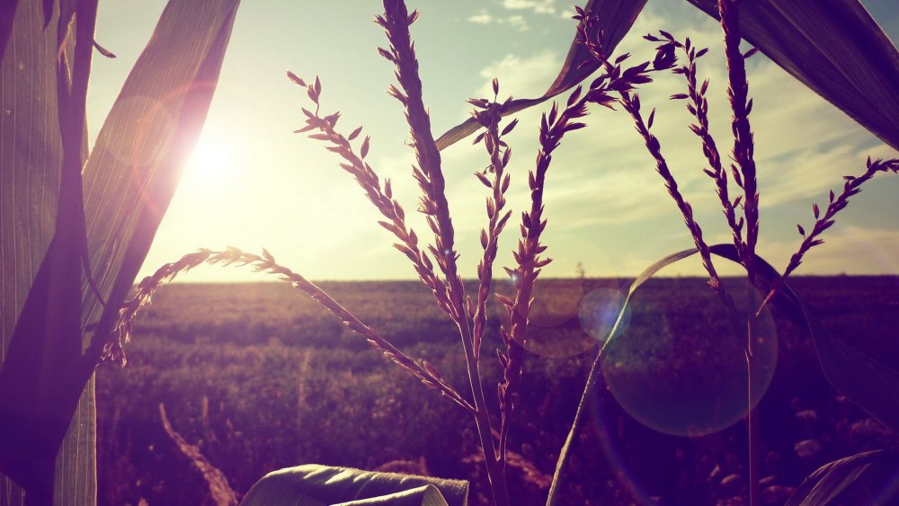 Эстетика любви