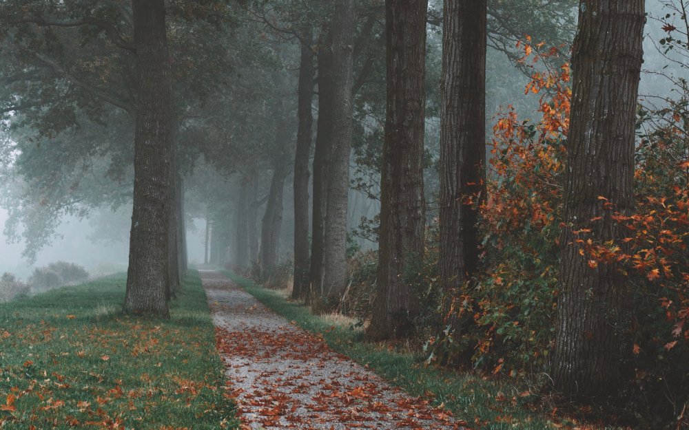 Горы и лес в тумане 4к