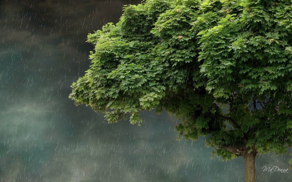 Туманный лес Таганай