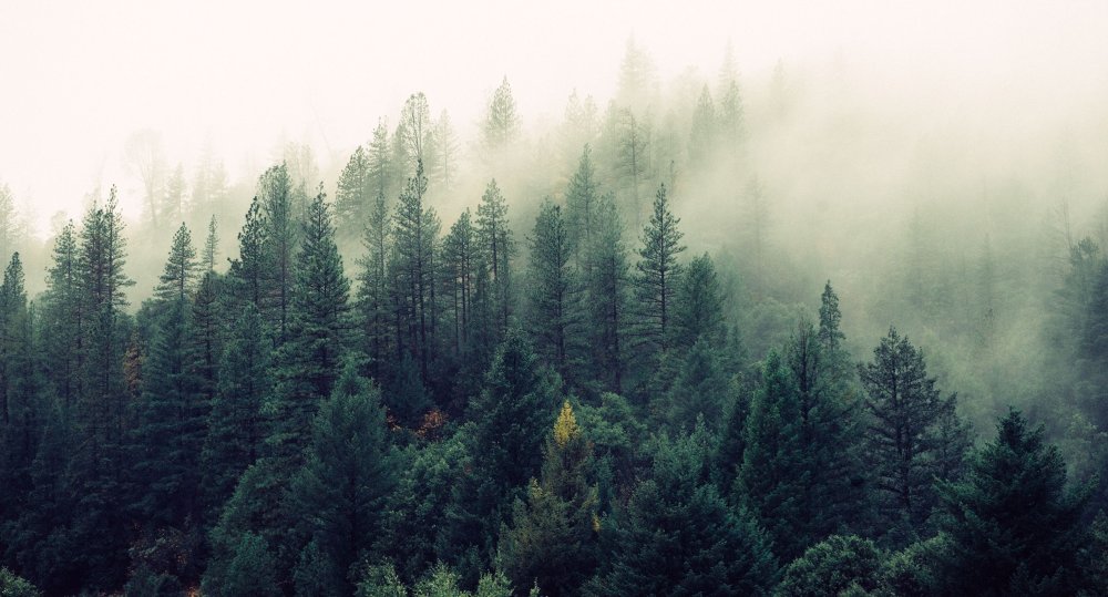 This is the way Jessie Banks