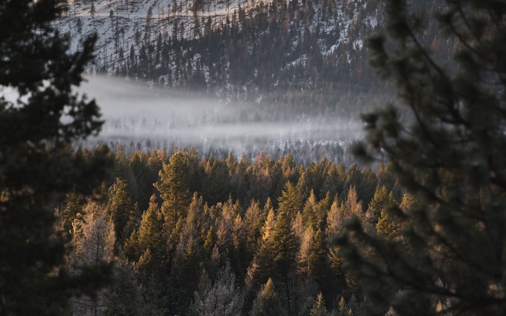 Тёмный лес с дорогой