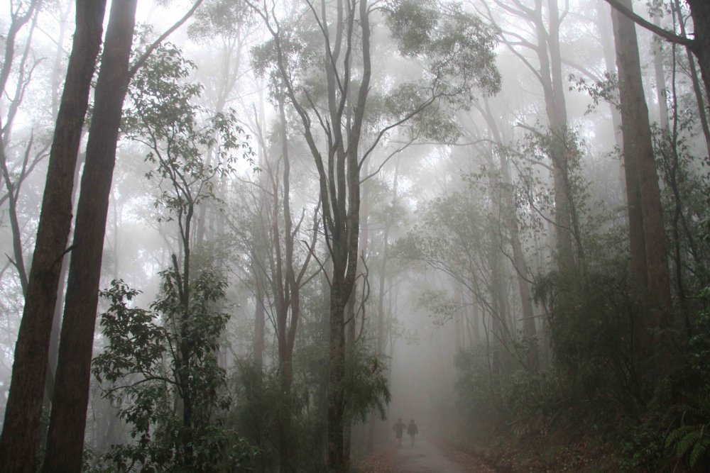 Лес под дождем