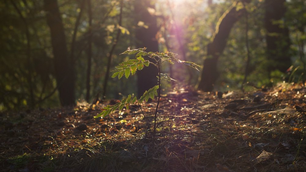 Дорога в лесу ночью
