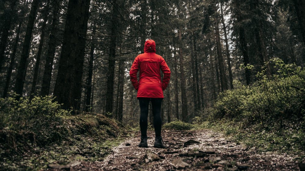 Обои на рабочий стол лес Эстетика