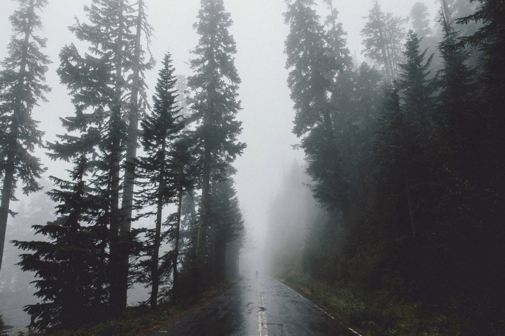 Верхушки леса