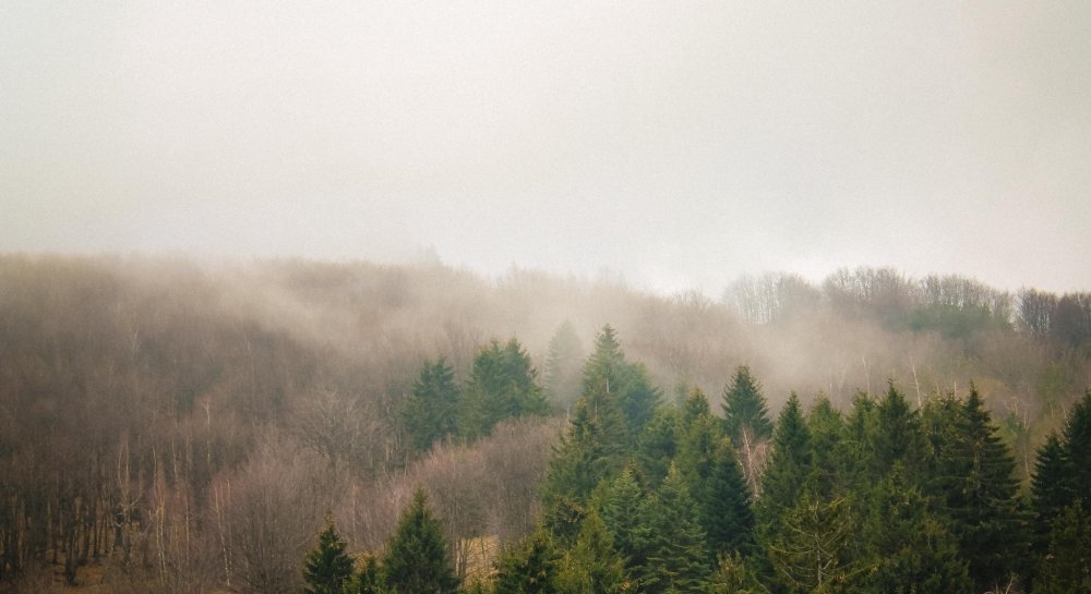 Лес в тумане черно белый