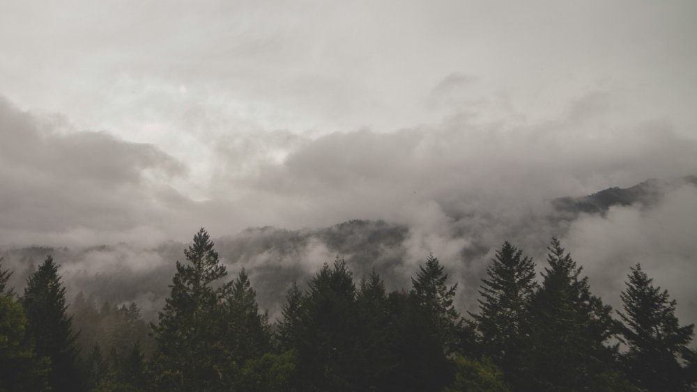 Человек в лесу