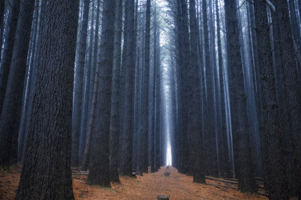 Темный дождливый лес