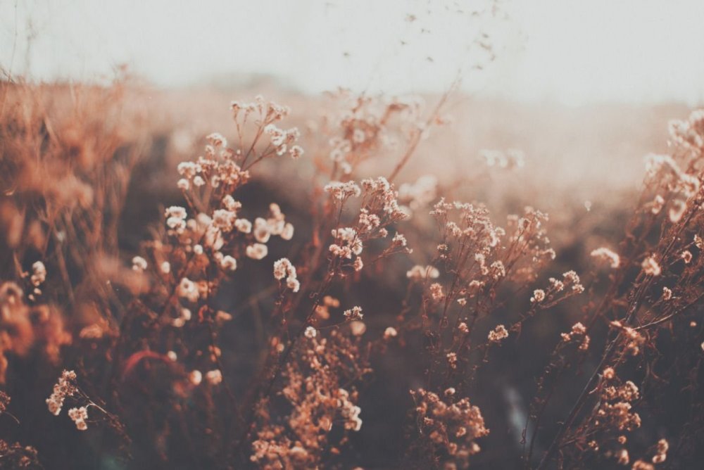 Розовое небо