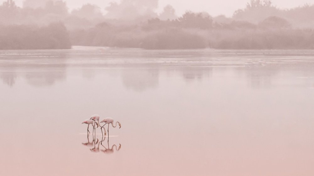 Фон Эстетика