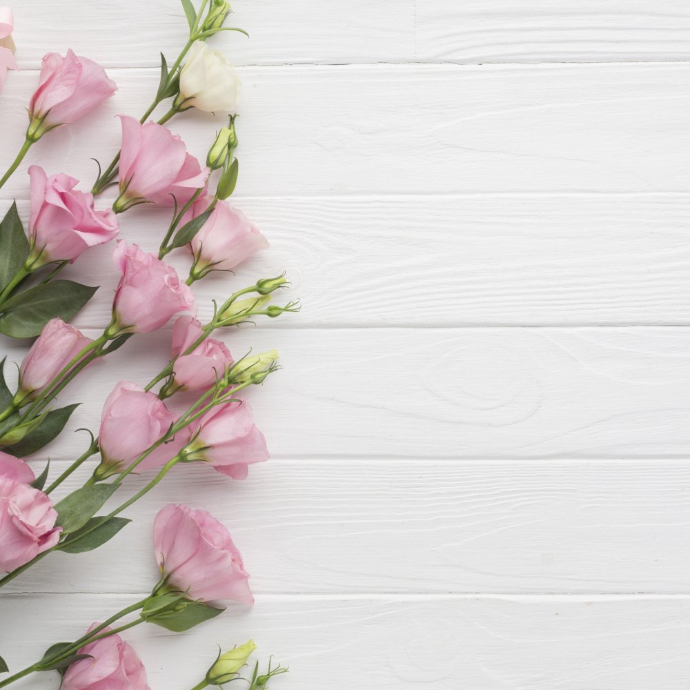 Роза на белом фоне