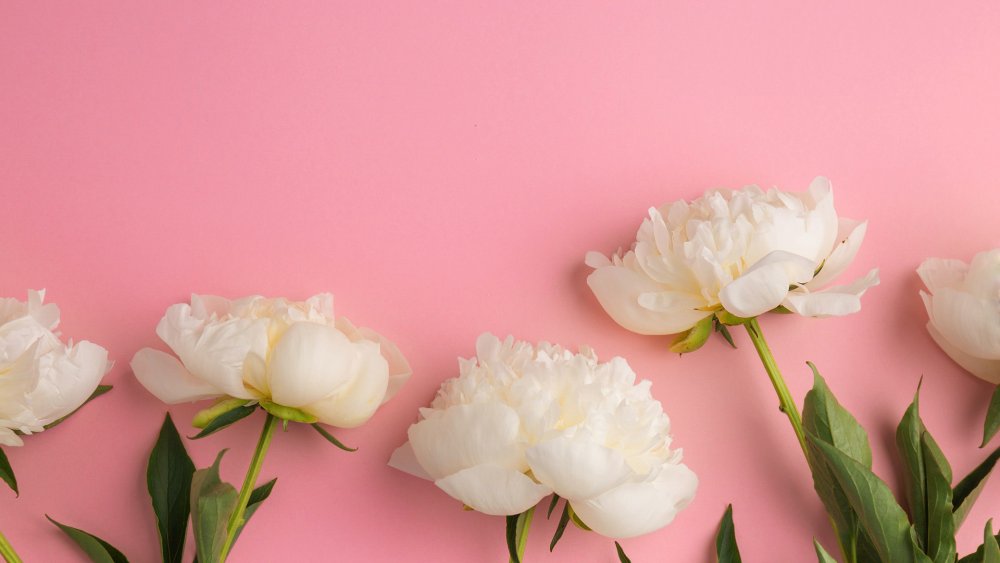 Пион нежно-розовый