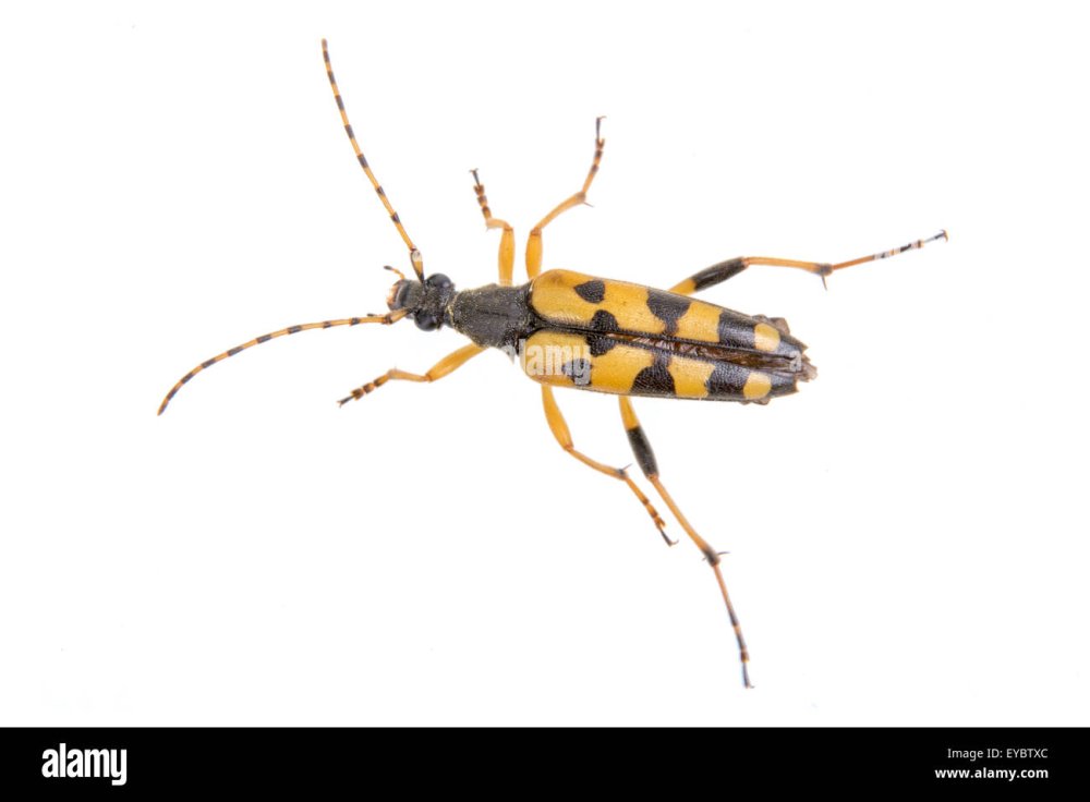 Усачи жуки желтый с черными пятнами