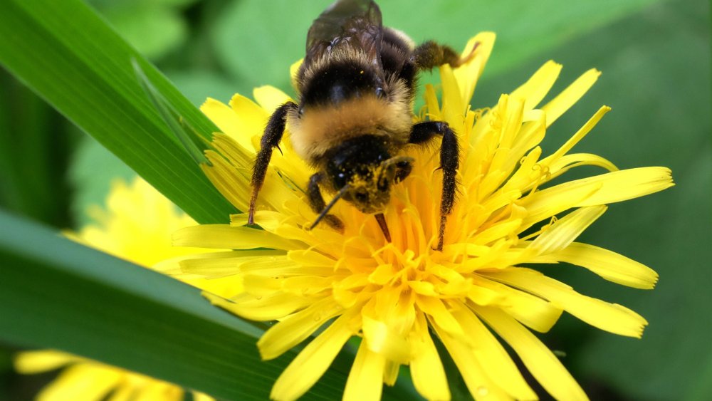 Муха с желтой полосой