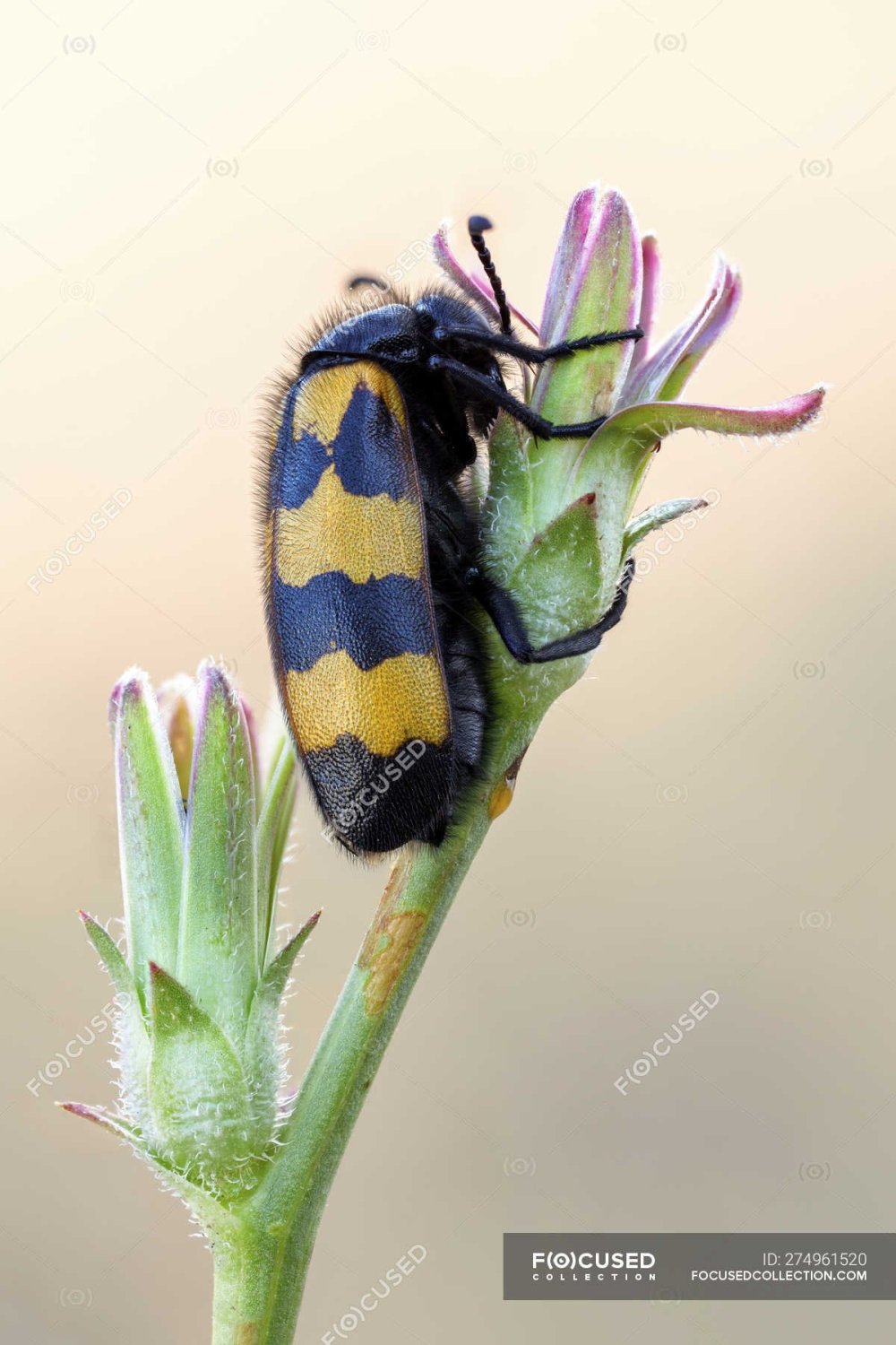 Муха с желтыми полосками