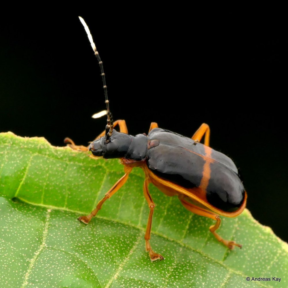 Желтый Жук картинка для детей